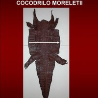 cocodrilo-moreletii-especificaciones