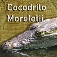 Cocodrilo Moreletti